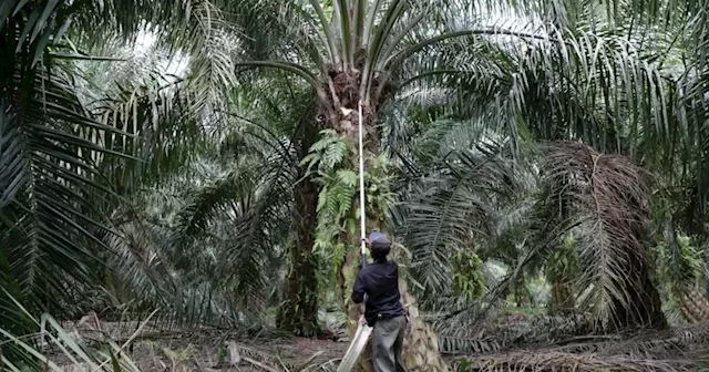 All systems go for April 1 switch to endemicity? Not quite, as Malaysian industry players complain of manpower shortage | Malay Mail