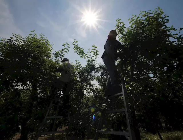 Opinion | Migrant workers make our agricultural industry viable. Why do we treat them as disposable?