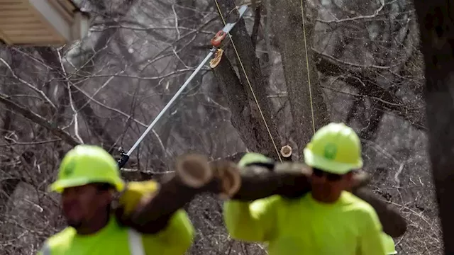 Scrub Hub: Why are utility companies cutting the trees on my street?