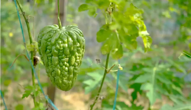 Seed company’s new seedling hub in Quezon grows unique vegetables