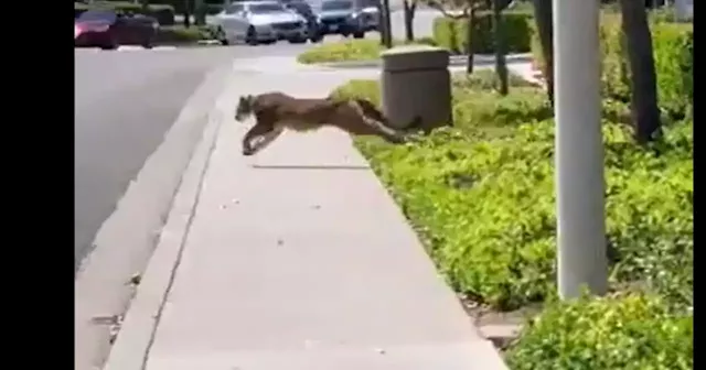 Mountain lion runs into open business in Irvine