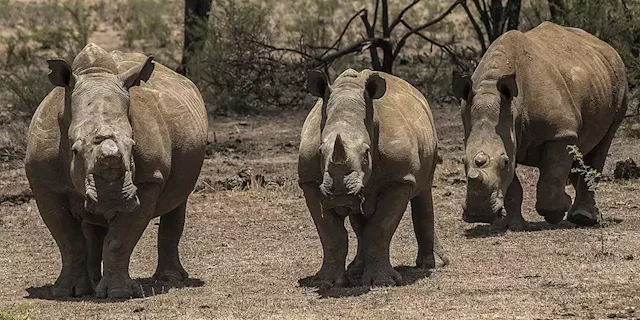 CONSERVATION INVESTMENT: World Bank issues groundbreaking $150m Rhino Bond to help SA conserve endangered species