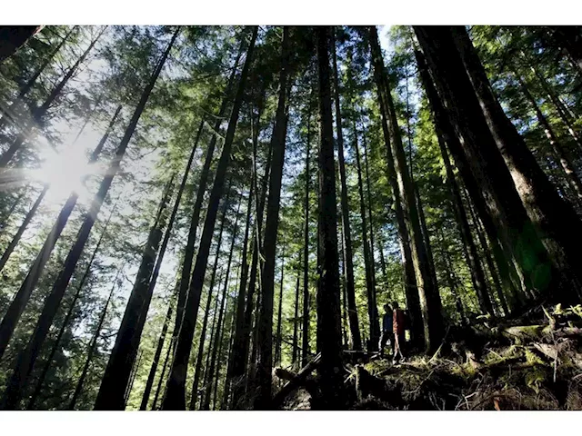 Environmental group gives guarded support for company's B.C. old-growth forest plan