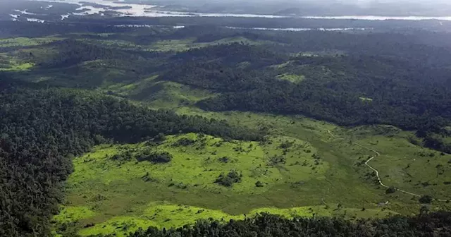 How to save the Amazon? Brazil company says NFTs are the answer | Malay Mail