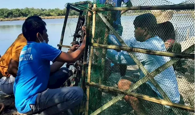 Caulerpa cultivation seen to boost seaweeds industry in Ilocos Region