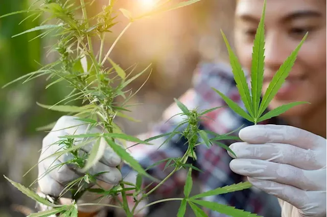 New Cannabis Jobs Report Reveals Marijuana Industry’s Explosive Employment Growth