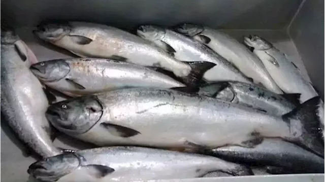 Board votes to continue conservation measures for weak Southeast Alaska king salmon stocks