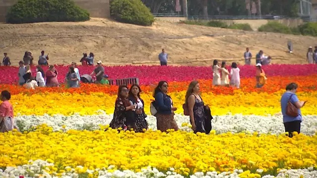 Business Blossoms at the Carlsbad Flower Fields During First Week of Spring