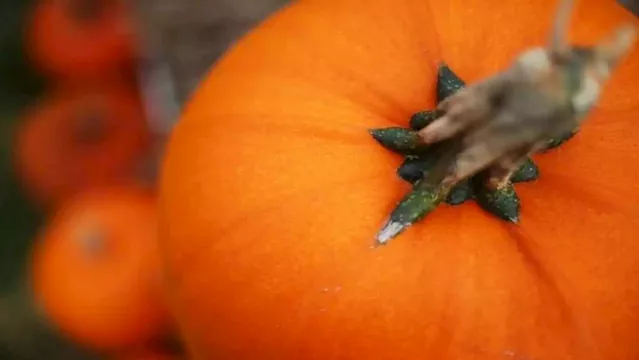 New SA record set for heaviest pumpkin at 904,5 kgs - SABC News - Breaking news, special reports, world, business, sport coverage of all South African current events. Africa's news leader.