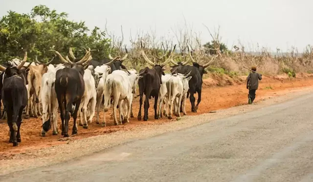 Miyetti Allah: Livestock industry may go bankrupt if bandits continue to attack herders | TheCable