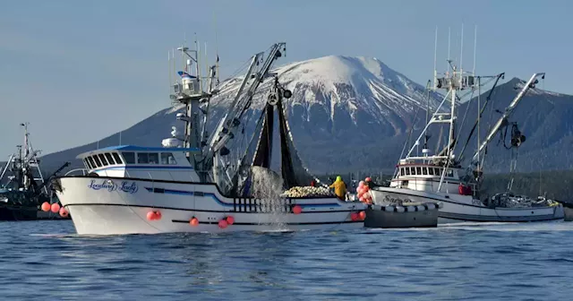 As demand for Alaska herring roe plummets, industry seeks markets for the rest of the fish