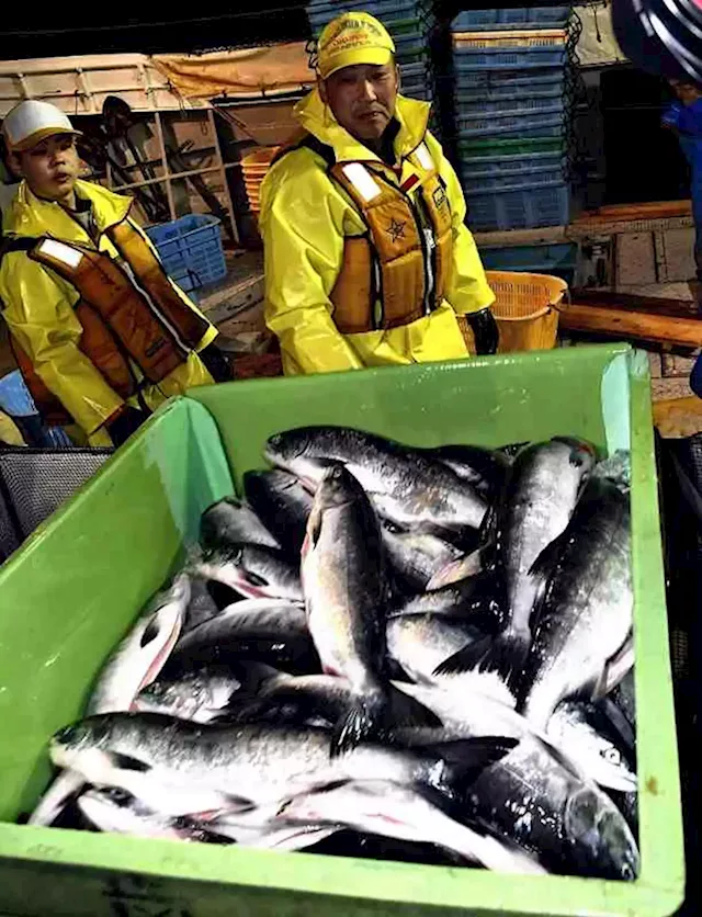 Japan’s fishing industry buffeted by Russia’s invasion of Ukraine