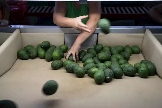 Business Maverick: Avocado Prices Surge to a 24-Year High