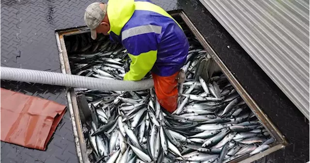 DFO announces closures of Atlantic mackerel, bait fisheries to restore stocks | Globalnews.ca