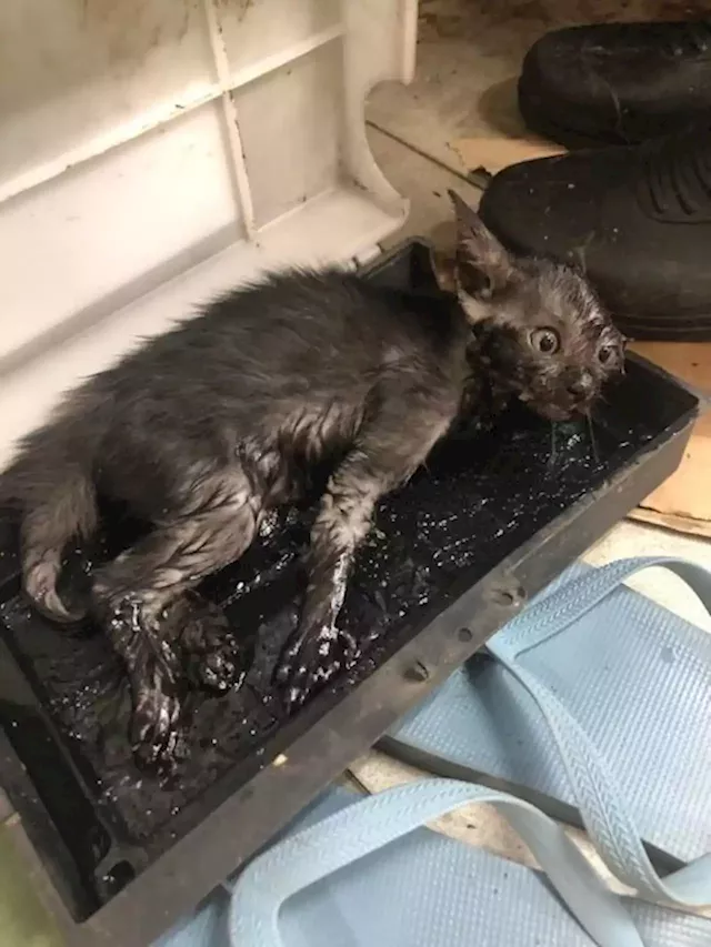 Kitten found stuck in glue trap at Tampines market alarms cat lovers - The Independent News