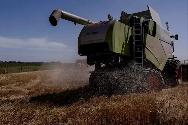 Business Maverick: Wheat Surges Nearer to Record as War Paralyzes Ukraine Supply