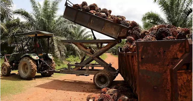 Malaysian firm launches first online market for sustainable palm oil