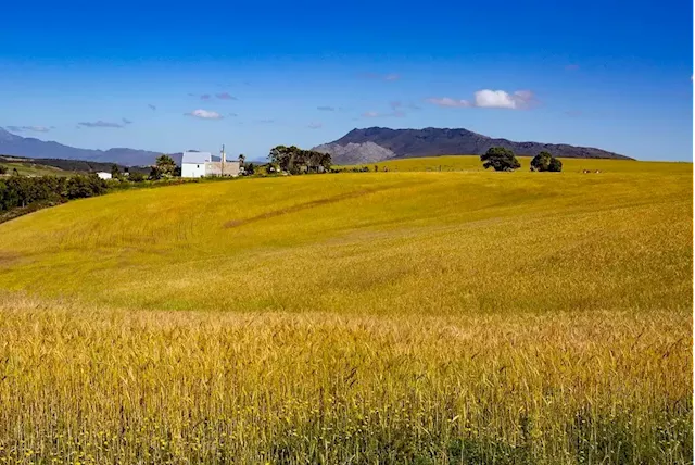 The global wheat market is running wild - and it will hurt SA | Fin24