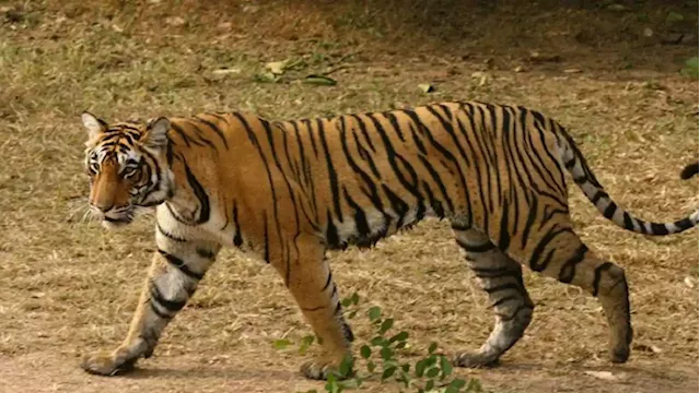 Indian zoo installs coolers, sprinklers to help animals beat the heat - SABC News - Breaking news, special reports, world, business, sport coverage of all South African current events. Africa's news leader.