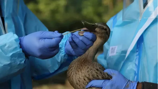 Food industry adjusting to large outbreak of avian flu in Canada, around the world