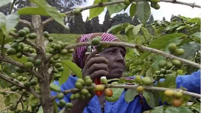 Green farming gets a boost as Kenyans confront climate and war shocks - SABC News - Breaking news, special reports, world, business, sport coverage of all South African current events. Africa's news leader.