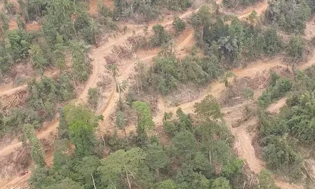 Pahang revokes approval after 33 companies failed to replant forest