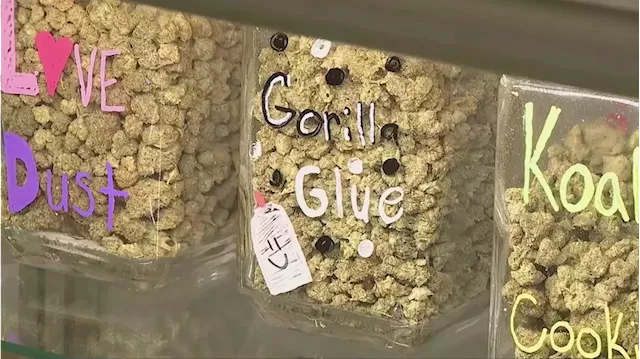 Arizona dispensary says if bill decriminalizing marijuana becomes law, it will help their business