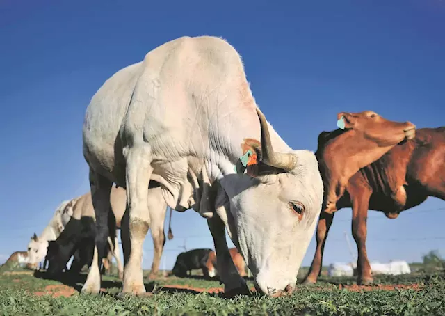 Red meat industry growth and exports hampered by foot- and- mouth disease | Citypress