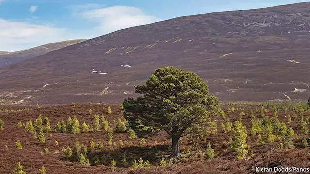 The carbon market drives land sales in Scotland