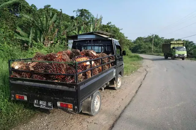 Business Maverick: Palm Oil Soars on Indonesia Ban in Risk to Global Food Inflation