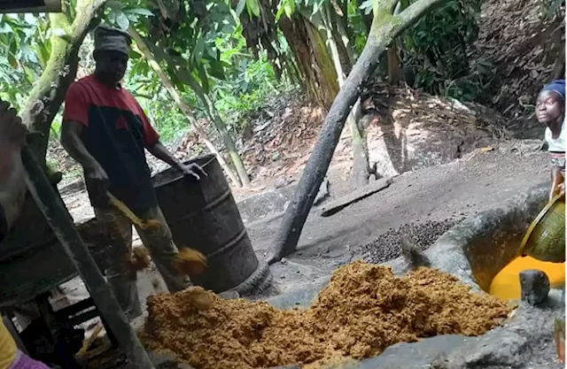 Farmers Diary: Palm oil producers seek 'funding, seedlings, technology' to stay in business | TheCable