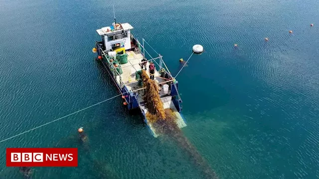 Oban seaweed academy opens to help grow UK industry