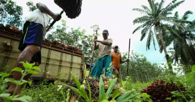 Report: Malaysia to get 32,000 workers after Raya to boost palm oil industry after Indonesia export ban | Malay Mail