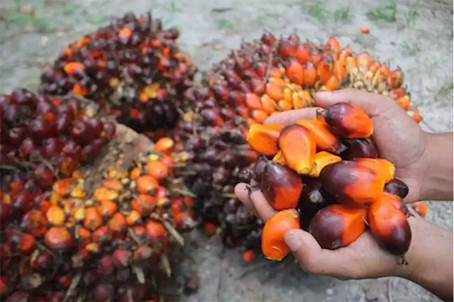 Indonesia industry body confident palm oil export ban could end in May