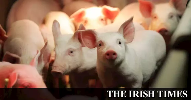 Bye bye bacon? Soaring costs threaten Irish pork industry