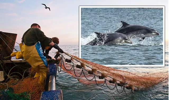 Dolphins face extinction threat as EU's fleet of 100,000 ravage stocks: 'Unsustainable'