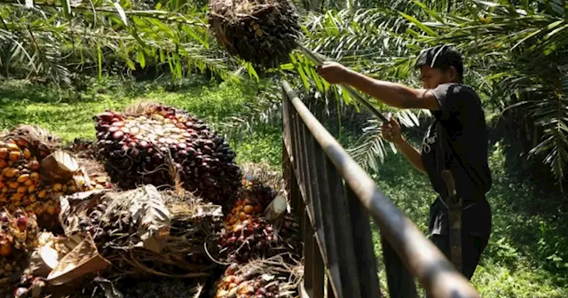 Indonesia's palm oil export ban heats up vegetable oil market