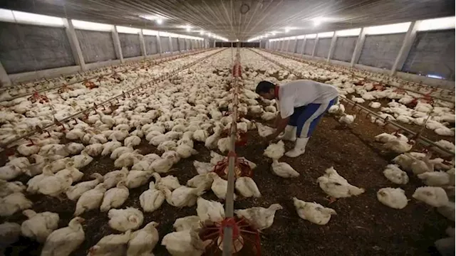 Limpopo poultry farmers say rising chicken product prices hurting their businesses - SABC News - Breaking news, special reports, world, business, sport coverage of all South African current events. Africa's news leader.