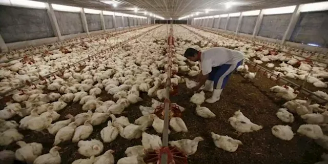 Limpopo poultry farmers say rising chicken product prices hurting their businesses - SABC News - Breaking news, special reports, world, business, sport coverage of all South African current events. Africa's news leader.