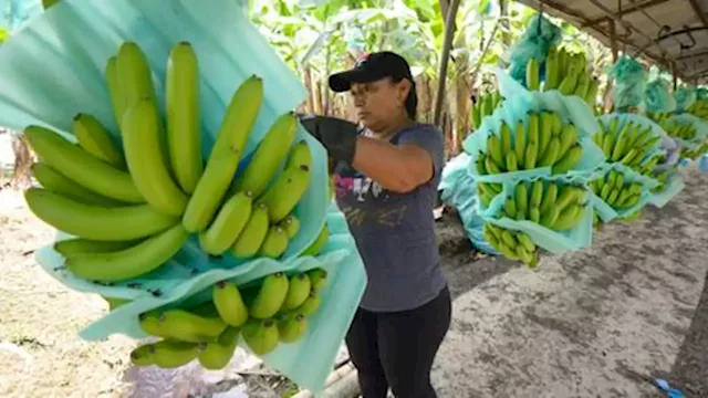 Ecuador banana industry becomes casualty of Russia-Ukraine conflict