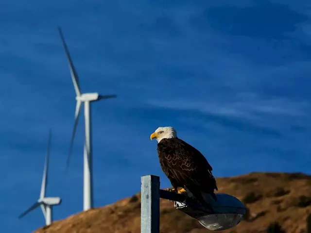 US wind farm company admitted killing 150 eagles and was fined $8 million — most were hit by blades | Businessinsider