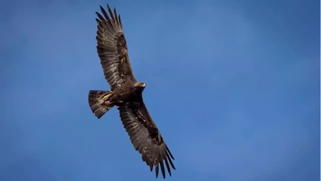 Wind energy company kills 150 eagles in U.S., pleads guilty