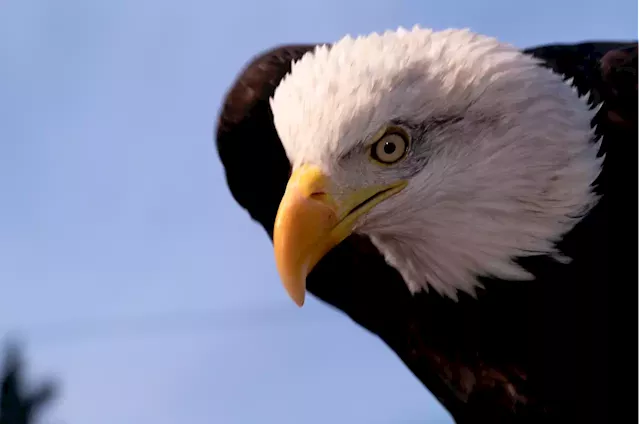 Wind Energy Company Kills 150 Eagles in US, Pleads Guilty