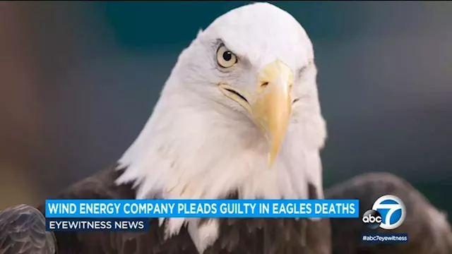 Wind energy company kills 150 eagles in US, including California; pleads guilty