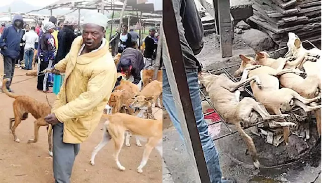 Vet doctors, global petition decry animal cruelty amid Nigeria’s thriving dog meat market - Punch Newspapers