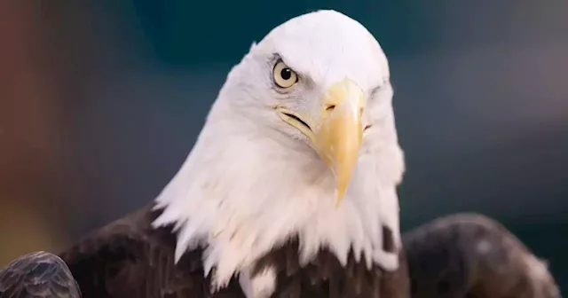 Wind energy company pleads guilty after at least 150 eagles killed in U.S.