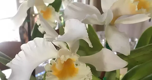 Garden Mastery: Abundance helped orchids blossom into popular hobby and big industry