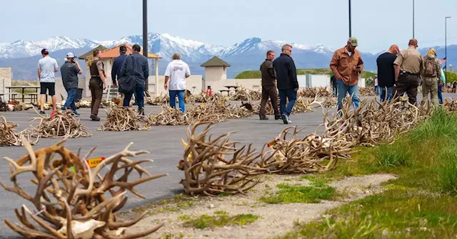 The market for Utah antlers is hot. Here’s who’s buying and why.