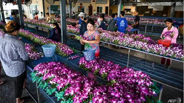 Blooming shame: Pandemic, Ukraine war hurts Thai orchid industry