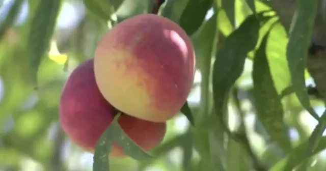 Florida, a state famous for citrus, has farmer now promoting peach industry